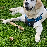 Velma a rejoint le concours — aidez-le/la à gagner de superbes lots ! dog, golden_retriever, grass, outdoor, pet, canine, animal, stick, harness, lying_down, nature, greenery, playful, summer, daylight, friendly, cute, fur, mammal, resting