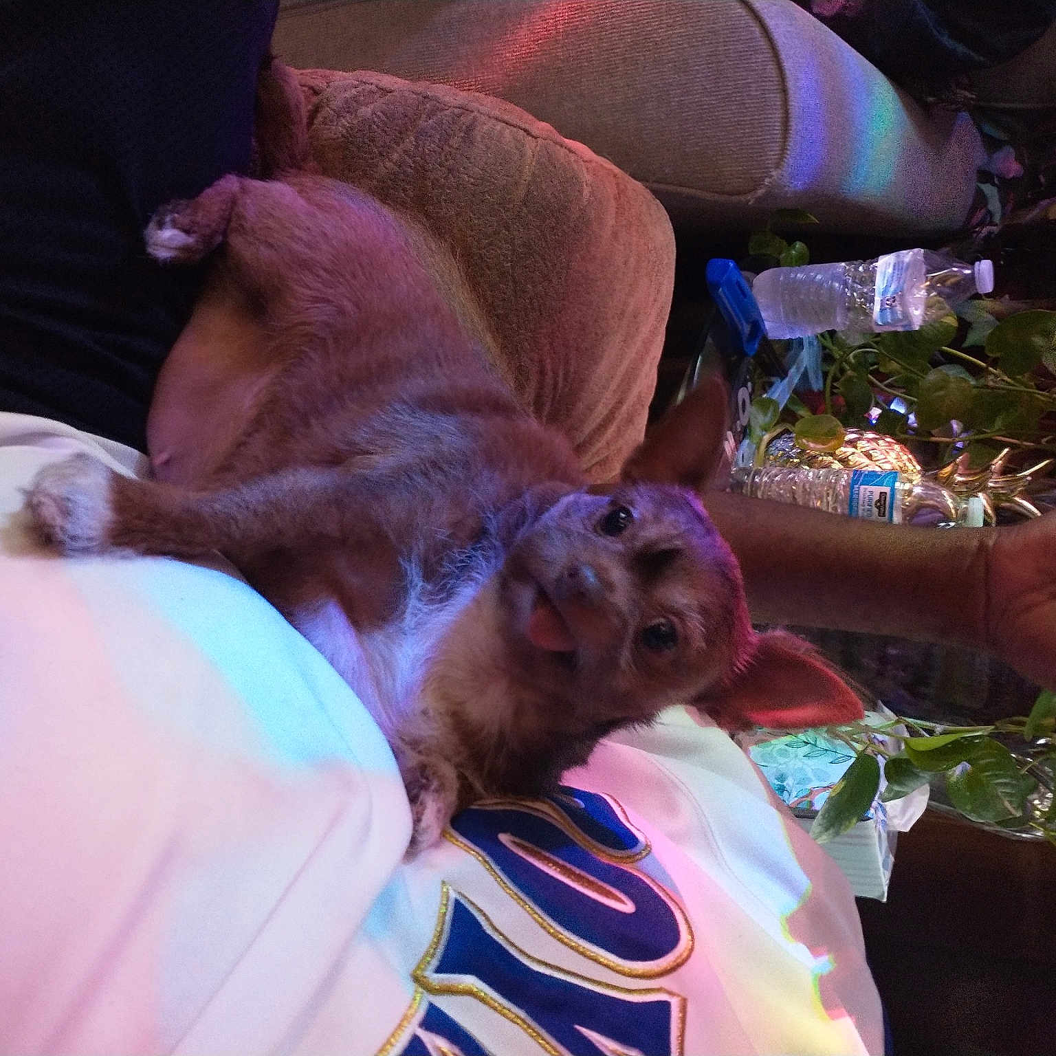 Cali is registered to the contest to win money with this photo: canidae, child, comfort, companion_dog, dog, dog_breed, event, fawn, fun, happy, leisure, magenta, plant, purple, tree