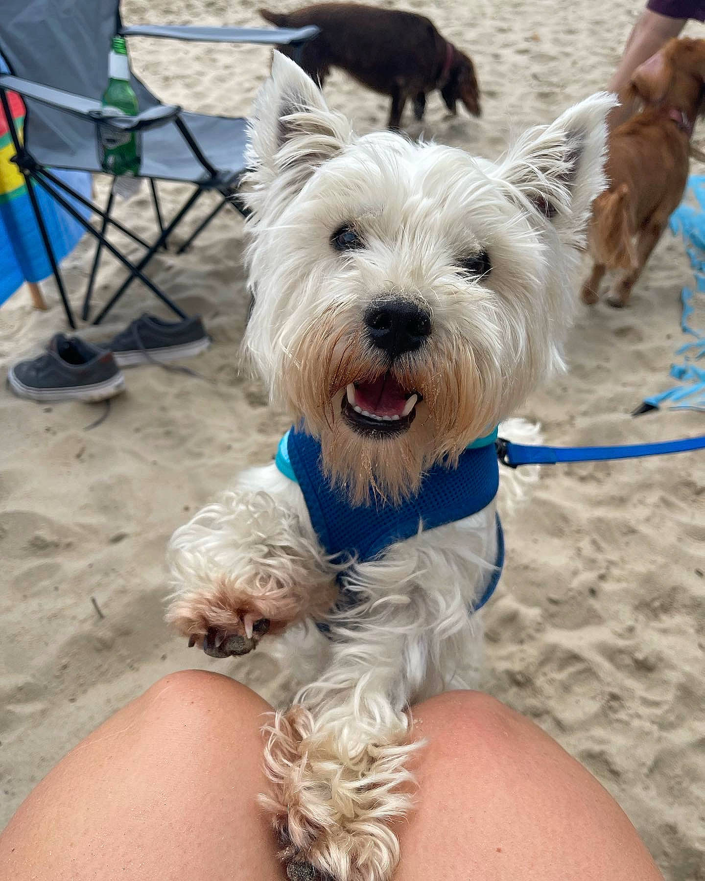 Winston is registered to the contest to win money with this photo: biewer_terrier, carnivore, chair, collar, companion_dog, dog, dog_breed, dog_clothes, dog_collar, dog_supply, fashion_accessory, fur, leash, puppy, schnauzer, small_terrier, terrier, toy_dog, working_animal