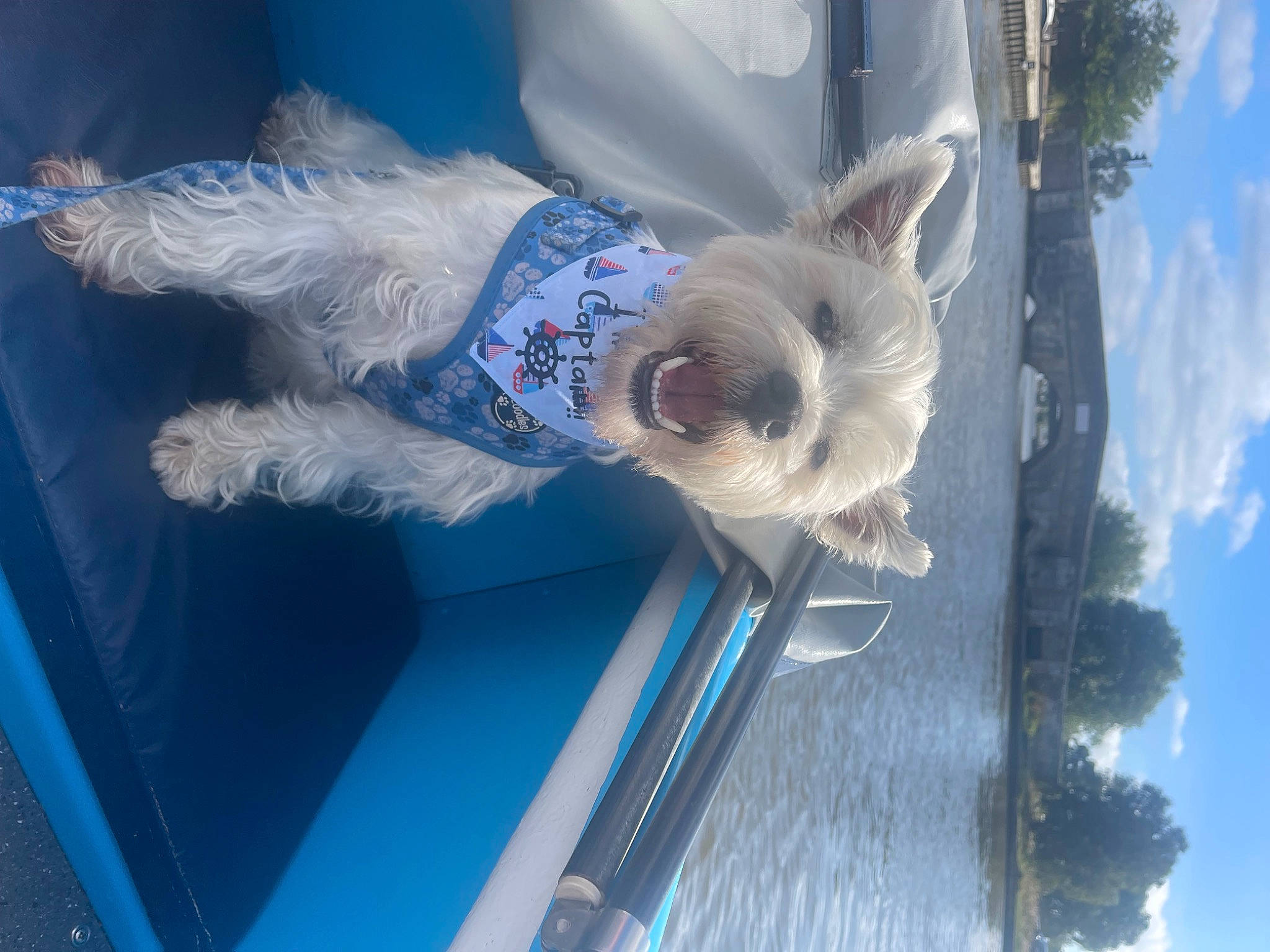 Winston is registered to the contest to win money with this photo: azure, blue, canidae, carnivore, cloud, companion_dog, dog, dog_breed, electric_blue, fun, hood, leisure, playground, sky, sporting_group, toy_dog, tree, water, window, wing