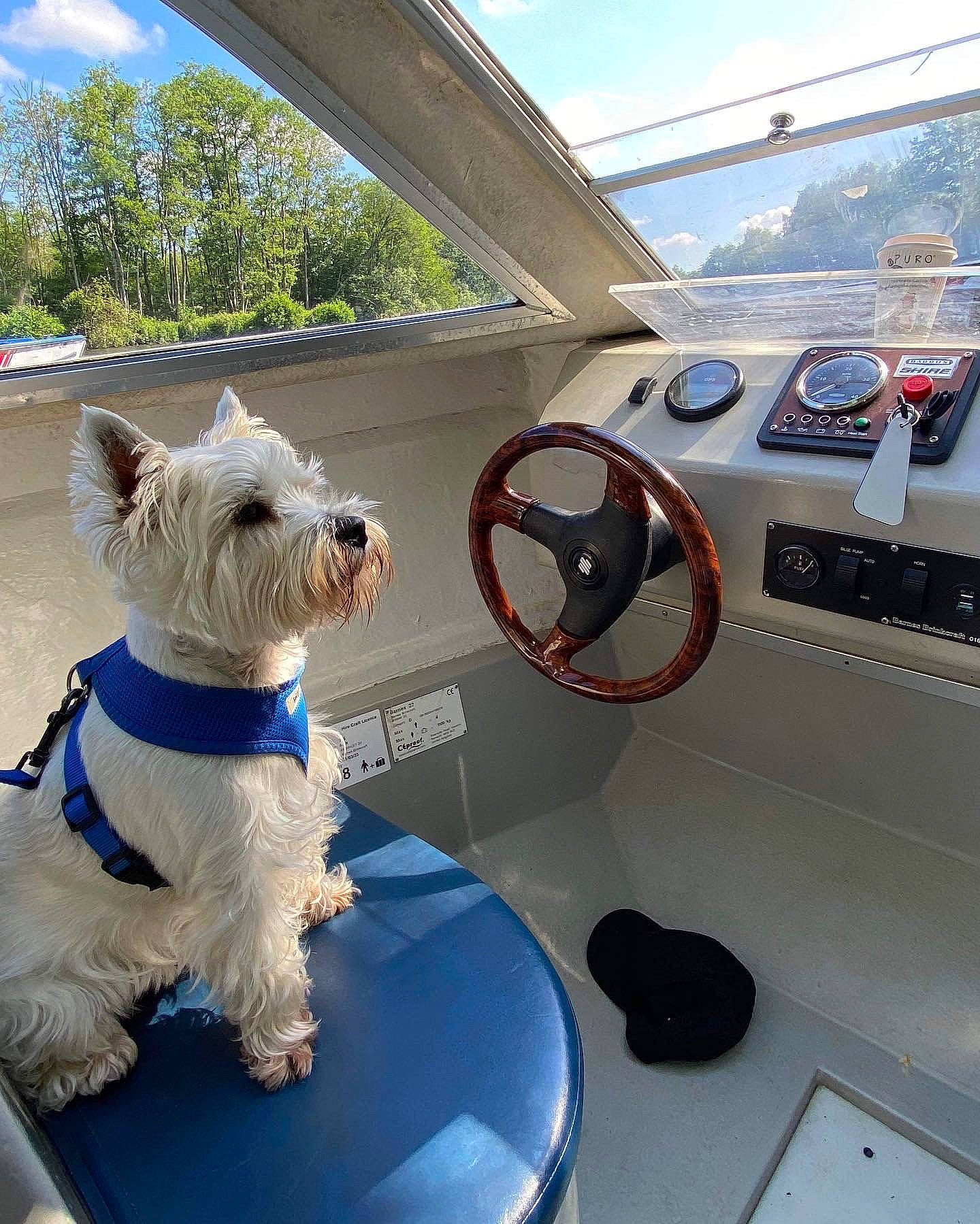 Winston is registered to the contest to win money with this photo: boat, carnivore, cloud, collar, companion_dog, dog, dog_breed, dog_collar, dog_supply, eyewear, naval_architecture, ship, sky, small_terrier, steering_wheel, terrier, toy_dog, tree, vehicle, watercraft