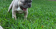 Gnocchi joined the competition — help win amazing prizes! brick_wall, concrete, curious, daylight, dog, ears_up, french_bulldog, grass, greenery, house, nature, outdoor, pet, playful, puppy, small_dog, tongue_out, window, yard, young_dog
