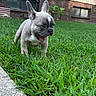 Gnocchi joined the competition — help win amazing prizes! puppy, dog, french_bulldog, grass, outdoor, greenery, concrete, house, brick_wall, window, curious, playful, tongue_out, ears_up, young_dog, pet, nature, daylight, yard, small_dog