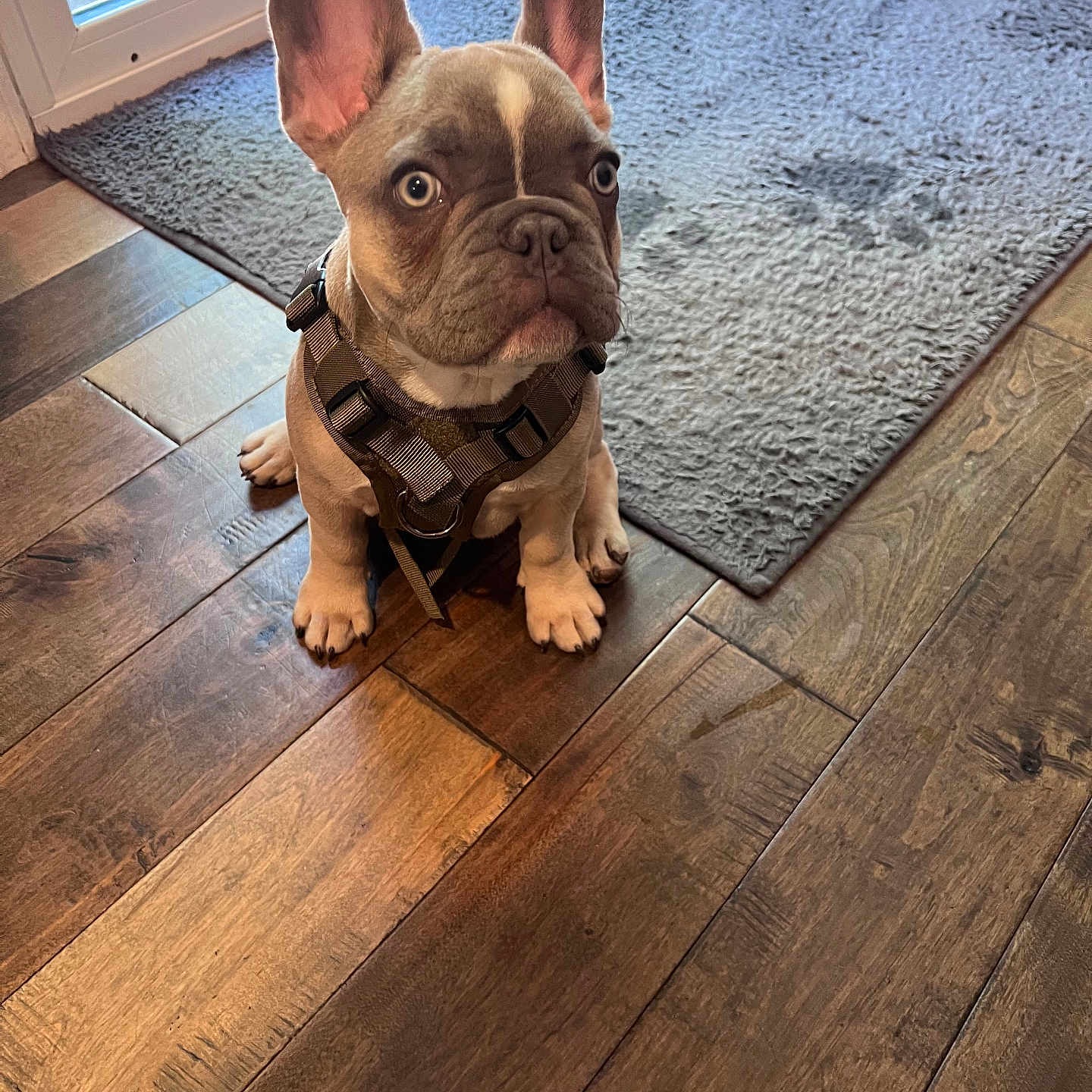 Gnocchi is registered to the contest to win money with this photo: dog, puppy, french_bulldog, pet, indoor, wooden_floor, rug, ears, collar, leash, flooring, window, door, curious, sitting, brown, tan, cute, animal, house