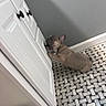 dog, puppy, french_bulldog, cabinet, white_cabinet, paw, floor, tile_floor, gray_wall, curious, indoor, pet, small_dog, ears, mouth_open, looking_up, home, bathroom, cute, mischievous