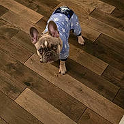 Gnocchi is registered to the contest to win money with this photo: dog, french_bulldog, puppy, pet, blue_onesie, clothing, wooden_floor, indoor, curious, ears, looking_up, small_dog, flooring, brown, canine, animal, cute, domestic_animal, four_legs, standing