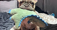 Gnocchi joined the competition — help win amazing prizes! french_bulldog, puppy, dog, toy, plush_toy, bed, blanket, indoor, pet, animal, ears, cute, playful, fur, small_dog, sitting, looking, cozy, home, soft