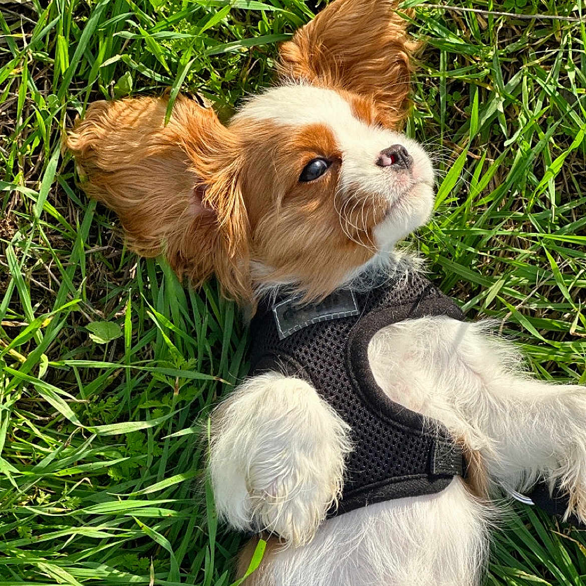 Bianca a rejoint le concours — aidez-le/la à gagner de superbes lots ! animal, ball, canine, cockerspaniel, dog, field, football, grass, grassland, lawn, nature, outdoors, papillon, pet, plant, puppy, rock, soccer, soccerball, terrier