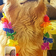 Bo Gosse participe au concours pour gagner de l'argent avec cette photo : animal, closeup, colorful, couch, dog, face, flower_garland, fur, golden_retriever, happy, home, indoors, lei, leisure, people, pet, portrait, smiling, technology, video_call