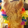 animal, closeup, colorful, couch, dog, face, flower_garland, fur, golden_retriever, happy, home, indoors, lei, leisure, people, pet, portrait, smiling, technology, video_call