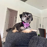 Sofia is registered to the contest to win money with this photo: dog, pet, couch, indoor, living_room, collar, bow, furniture, gray, white_wall, door, curious, fluffy, small_dog, relaxed, paw, seated, house, cozy, portrait