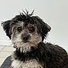 Sofia is registered to the contest to win money with this photo: dog, pet, fluffy, scruffy, curious, indoor, small_dog, fur, black_and_white, sitting, close_up, cute, animal, canine, companion, portrait, furry, head, eyes, nose