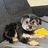 Sofia is registered to the contest to win money with this photo: puppy, dog, black, tan, fluffy, couch, blanket, indoor, pet, young_dog, fur, curious, resting, looking_at_camera, cozy, living_room, cute, small_dog, domestic_animal, companion