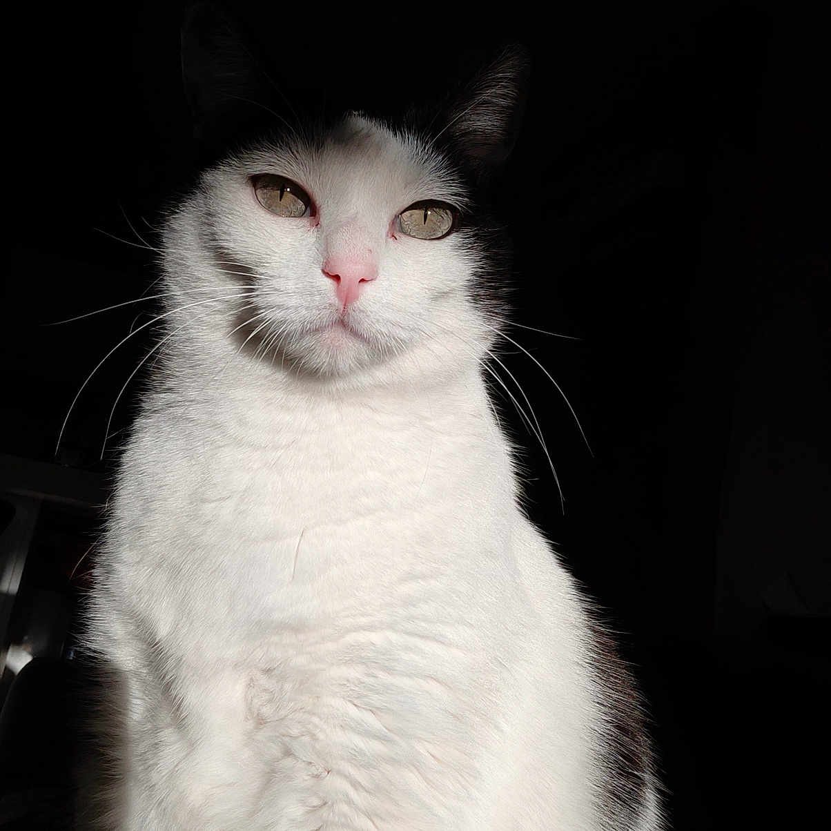 Benybenio participe au concours pour gagner de l'argent avec cette photo : abyssinian, angora, animal, bodypart, cat, kitten, manx, mouth, person, pet, siamese, white