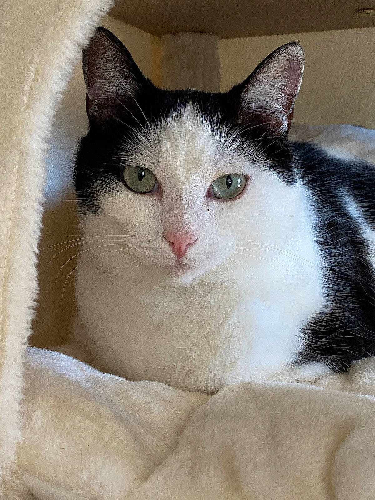 Benybenio participe au concours pour gagner de l'argent avec cette photo : box, carnivore, cat, comfort, domestic_short_haired_cat, eye, felidae, fur, small_to_medium_sized_cats, snout, terrestrial_animal, whiskers