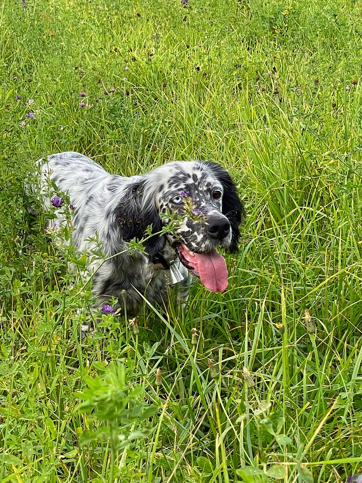 Maia participe au concours pour gagner de l'argent avec cette photo : canidae, carnivore, companion_dog, dog, dog_breed, grass, grassland, groundcover, guard_dog, gun_dog, hunting_dog, meadow, military_camouflage, pasture, people_in_nature, plant, pointing_breed, prairie, sporting_group, working_animal