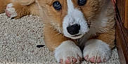 Tater joined the competition — help win amazing prizes! corgi, puppy, dog, pet, fur, ears, carpet, indoor, cute, animal, closeup, paws, brown, white, adorable, lying_down, face, nose, whiskers, young