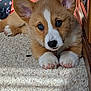 corgi, puppy, dog, pet, fur, ears, carpet, indoor, cute, animal, closeup, paws, brown, white, adorable, lying_down, face, nose, whiskers, young