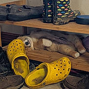 Tater is registered to the contest to win money with this photo: dog, sleeping, shoe_rack, yellow_crocs, rain_boots, brown_shoes, wooden_furniture, indoor, cozy, pet, paw, fur, resting, clutter, floor, household, relaxation, brown_wall, casual, messy