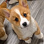Tater is registered to the contest to win money with this photo: puppy, corgi, dog, cute, pet, fur, animal, playful, floor, wooden_floor, small_dog, ears, whiskers, nose, looking_up, indoor, group, young_dog, adorable, companions