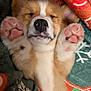 Tater is registered to the contest to win money with this photo: puppy, dog, sleeping, paw_pads, blanket, cozy, cute, fur, snuggled, colorful, holiday, pattern, relaxed, closeup, pet, animal, soft, face, nose, ears
