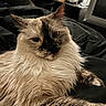 cat, fluffy, pet, indoor, feline, relaxed, animal, fur, whiskers, resting, closeup, bedroom, blanket, lamp, home, cozy, soft, comfort, cute, portrait