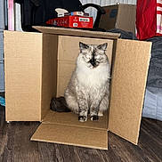 Dexter joined the competition — help win amazing prizes! cat, cardboard_box, indoor, wooden_floor, office_chair, furniture, pet, fluffy, sitting, relaxed, home, box, domestic_cat, animal, living_room, household, cozy, feline, resting, cute