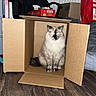 cat, cardboard_box, indoor, wooden_floor, office_chair, furniture, pet, fluffy, sitting, relaxed, home, box, domestic_cat, animal, living_room, household, cozy, feline, resting, cute