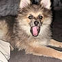 Roxanne joined the competition — help win amazing prizes! dog, puppy, fluffy, mouth_open, yawning, lying_down, blanket, fur, pet, animal, cute, indoor, cozy, soft, paw, nose, ears, tongue, closeup, canine