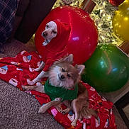 Roxanne joined the competition — help win amazing prizes! dog, puppy, clothing, hoodie, sweater, blanket, holiday, christmas, ornament, carpet, indoor, decorations, festive, red, green, cute, pets, small_dog, cozy, relaxed