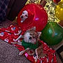 dog, puppy, clothing, hoodie, sweater, blanket, holiday, christmas, ornament, carpet, indoor, decorations, festive, red, green, cute, pets, small_dog, cozy, relaxed