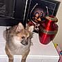 Roxanne is registered to the contest to win money with this photo: puppy, dog, fluffy, white_tile, red_urn, framed_photo, people, black_mesh, indoor, portrait, decor, animal, fur, ears, face, tabletop, toy, blur, pet, home