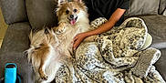 Roxanne is registered to the contest to win money with this photo: child, dog, couch, blanket, smiling_dog, happy, indoor, furniture, leopard_print, phone_case, braided_hair, black_shirt, pet, cozy, relaxed, lying_down, human, home, tongue_out, cup_holder
