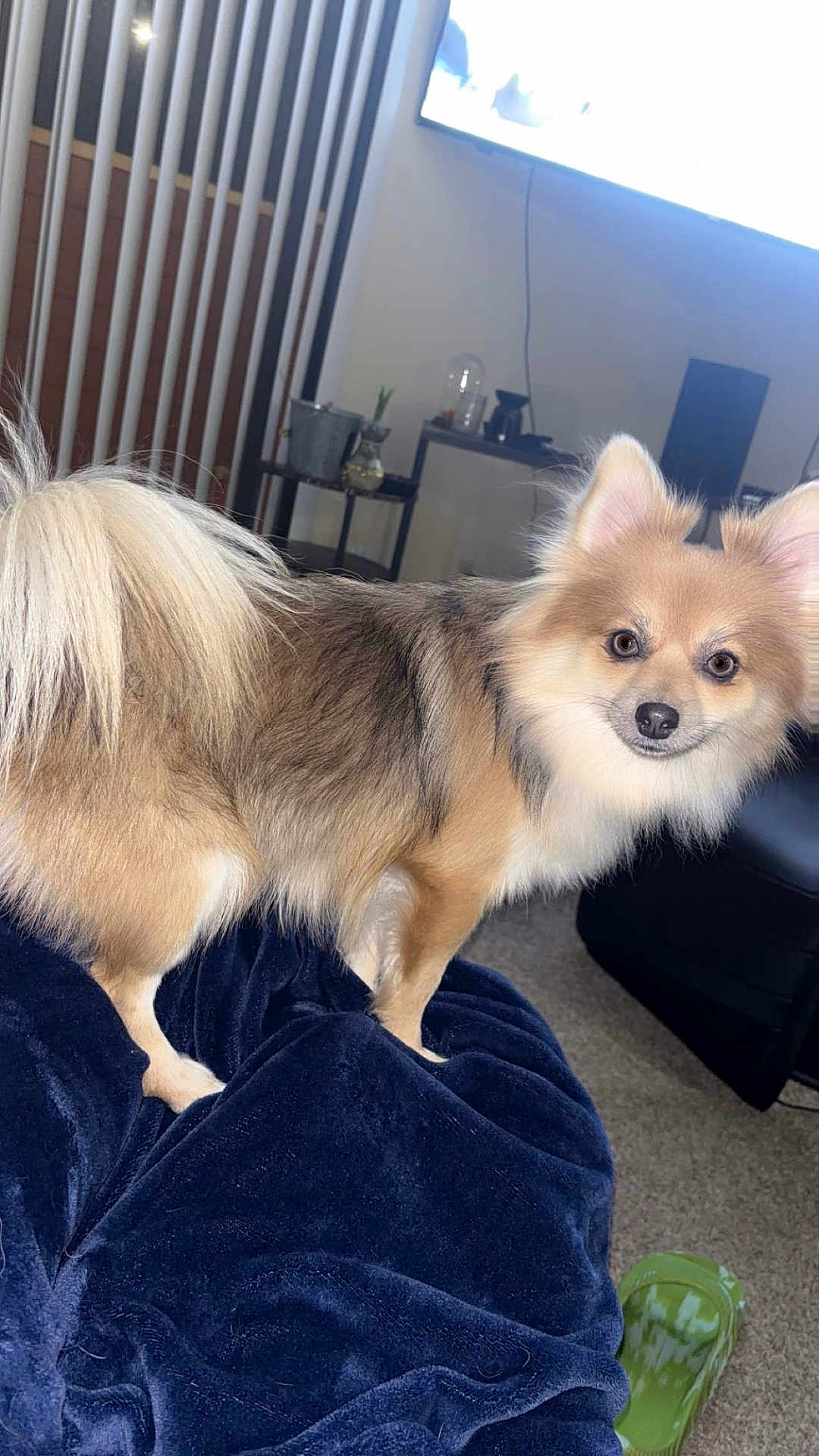 Roxanne