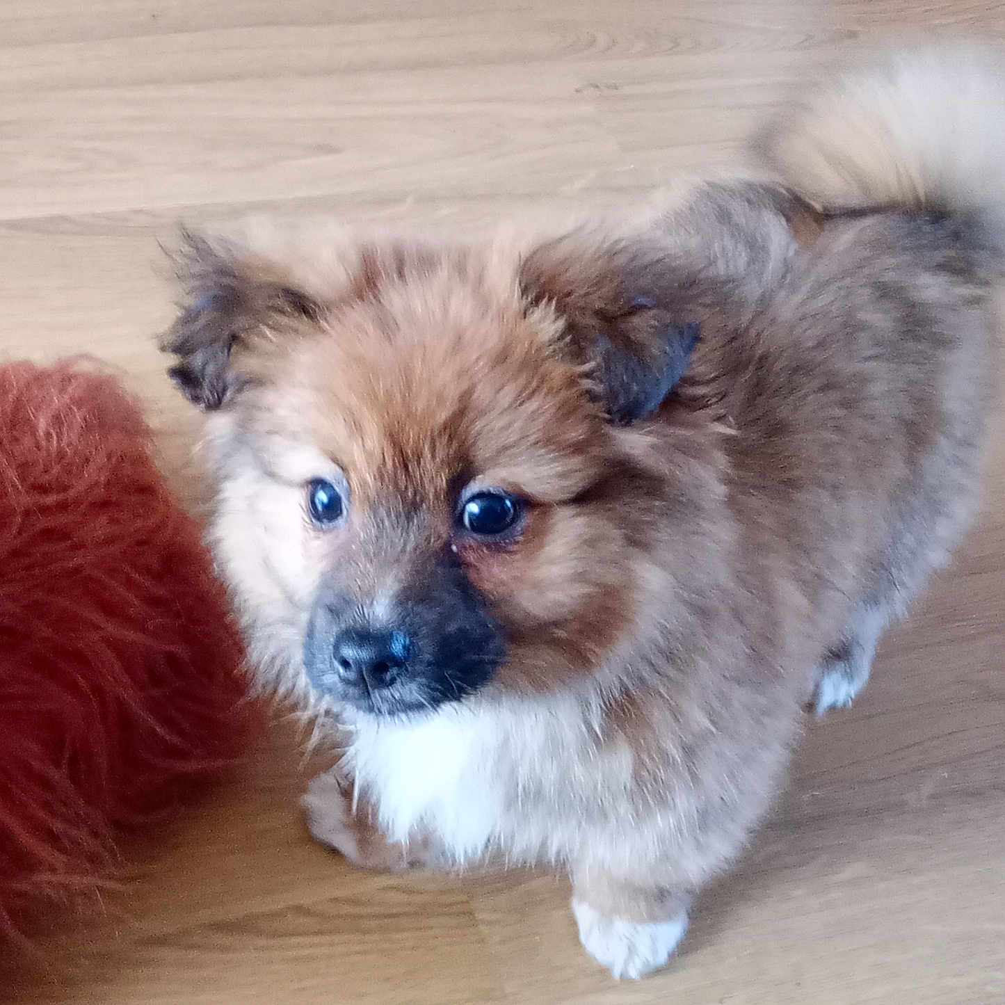 Max is registered to the contest to win money with this photo: affenpinscher, animal, canine, chow, cockerspaniel, collie, couch, dog, eskimodog, furniture, hardwood, papillon, pet, poodle, puppy, terrier, wood