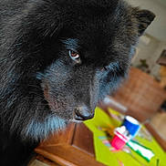 Floyd a rejoint le concours — aidez-le/la à gagner de superbes lots ! animal, black_fur, blurred_background, brown_eyes, canine, close_up, companion, cozy, dog, domestic_animal, ears, face, furry, indoor, looking_down, pet, snout, soft_light, table, whiskers