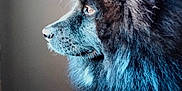 Floyd participe au concours pour gagner de l'argent avec cette photo : animal, canine, chow, clothing, collie, dog, eskimodog, fox, fur, lion, newfoundland, pet, puppy, snout, whitedog, wolf