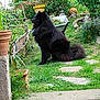 Floyd participe au concours pour gagner de l'argent avec cette photo : animal, black_dog, buddha_statue, bushes, dog, flowers, fluffy, garden, grass, greenery, nature, outdoor, peaceful, pet, plants, rustic, sitting, stone_path, sunlight, wheelbarrow