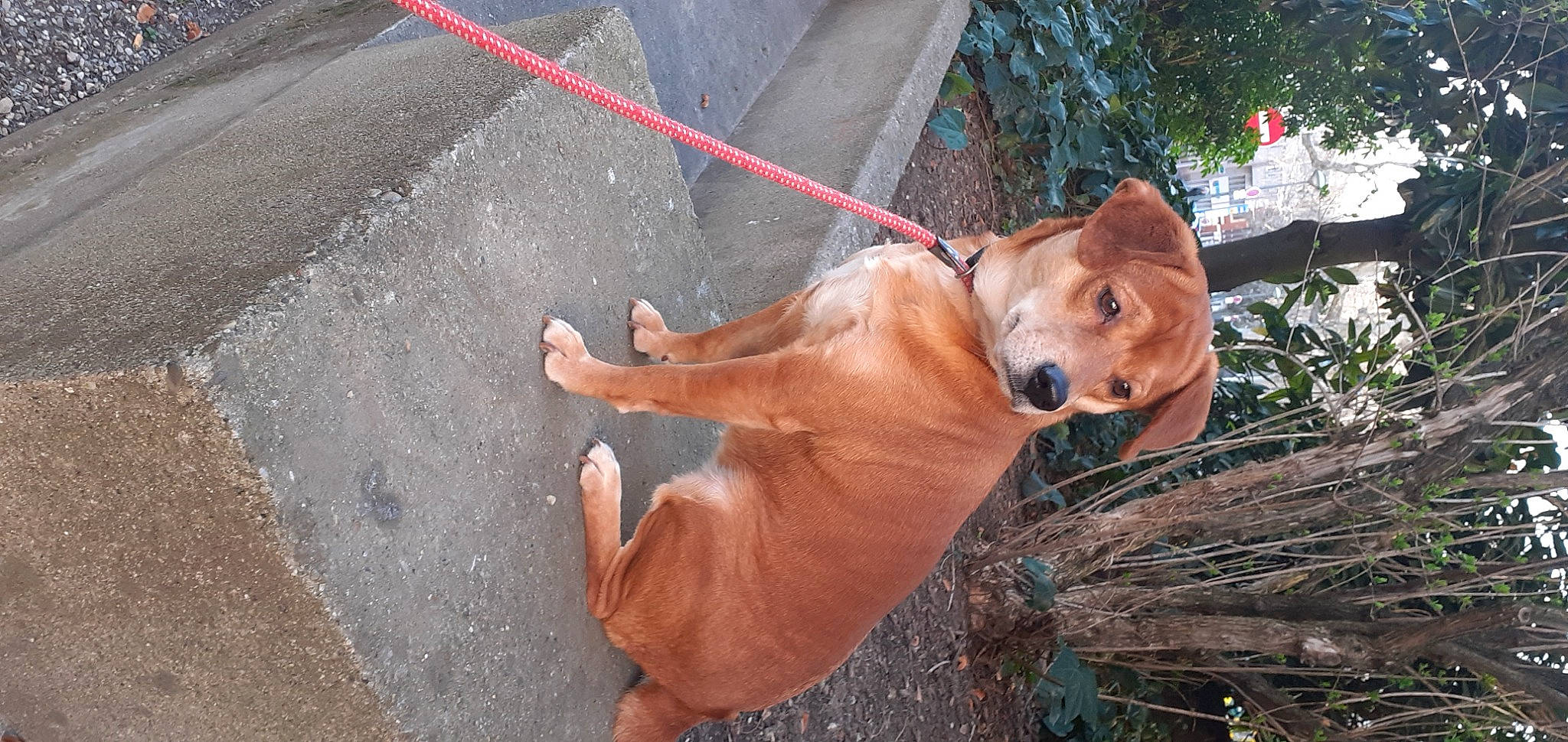 Maya participe au concours pour gagner de l'argent avec cette photo : asphalt, carnivore, collar, companion_dog, dog, dog_breed, dog_supply, fawn, hat, human_leg, liver, mammal, plant, road_surface, tail, tree, vertebrate, whiskers, wood, working_animal