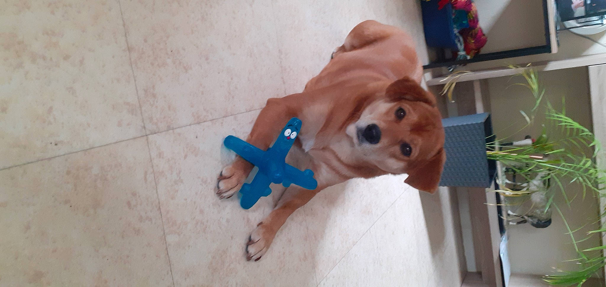 Maya a rejoint le concours — aidez-le/la à gagner de superbes lots ! art, canidae, carnivore, companion_dog, dog, dog_breed, dog_clothes, dog_supply, electric_blue, fawn, flooring, flowerpot, houseplant, plant, snout, sporting_group, stuffed_toy, toy, wood, working_animal