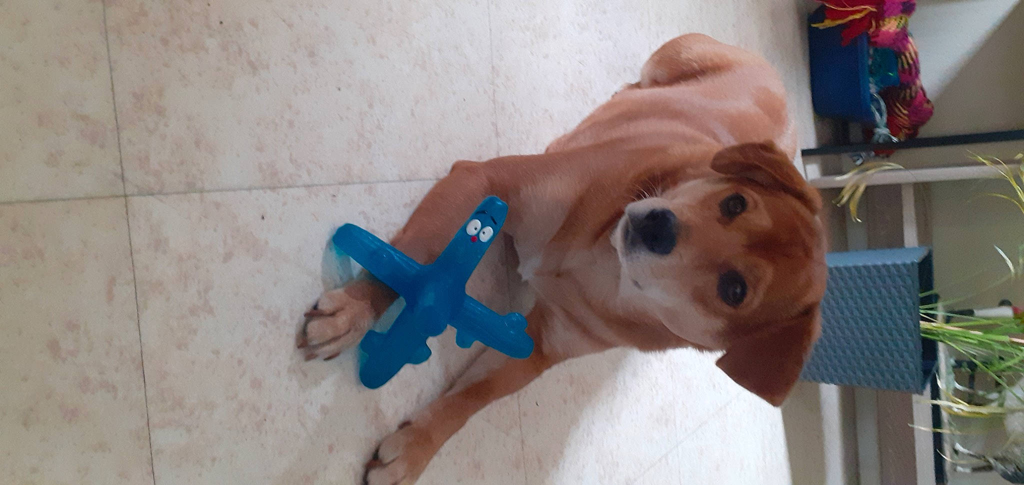 Maya participe au concours pour gagner de l'argent avec cette photo : canidae, carnivore, companion_dog, dog, dog_breed, dog_supply, electric_blue, fawn, finger, flooring, gesture, nail, snout, sporting_group, stuffed_toy, thumb, toy, wing, working_animal, wrist