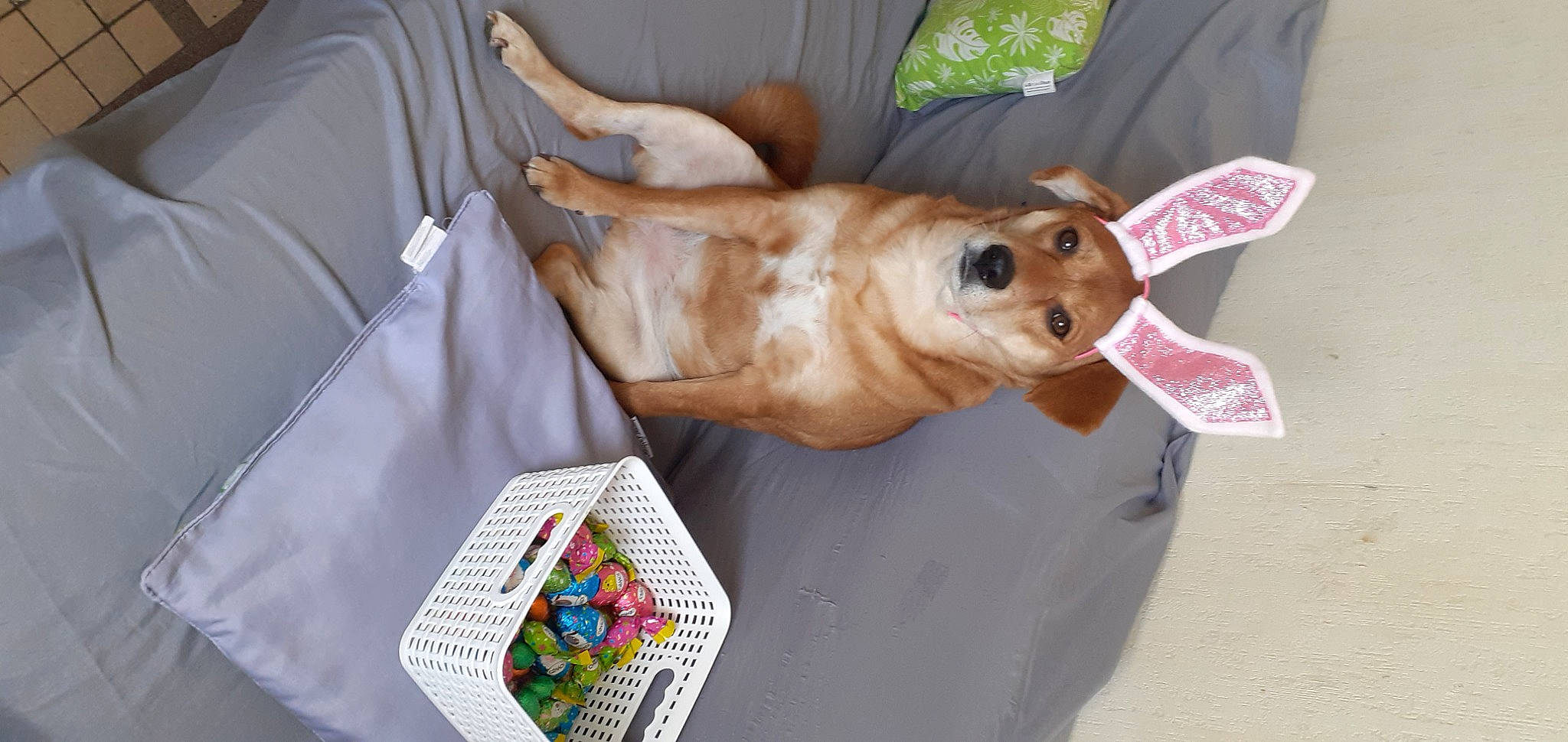 Maya a rejoint le concours — aidez-le/la à gagner de superbes lots ! canidae, carnivore, comfort, companion_dog, dog, dog_breed, dog_supply, fawn, linens, non_sporting_group, sporting_group, working_animal