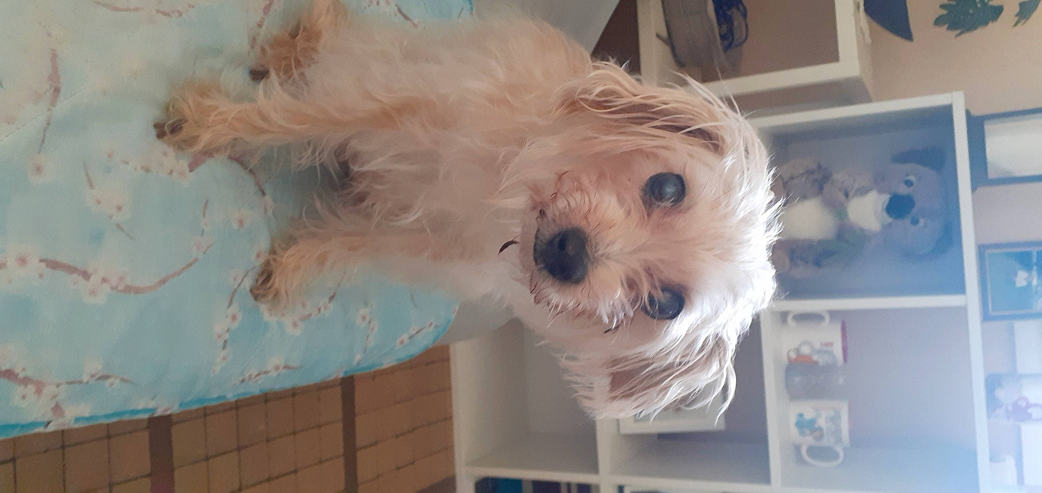 Stessy participe au concours pour gagner de l'argent avec cette photo : blue, canidae, carnivore, companion_dog, dog, dog_breed, dog_clothes, dog_supply, eye, fur, labradoodle, shih_poo, small_terrier, snout, sporting_group, sunglasses, terrier, toy, toy_dog, working_animal