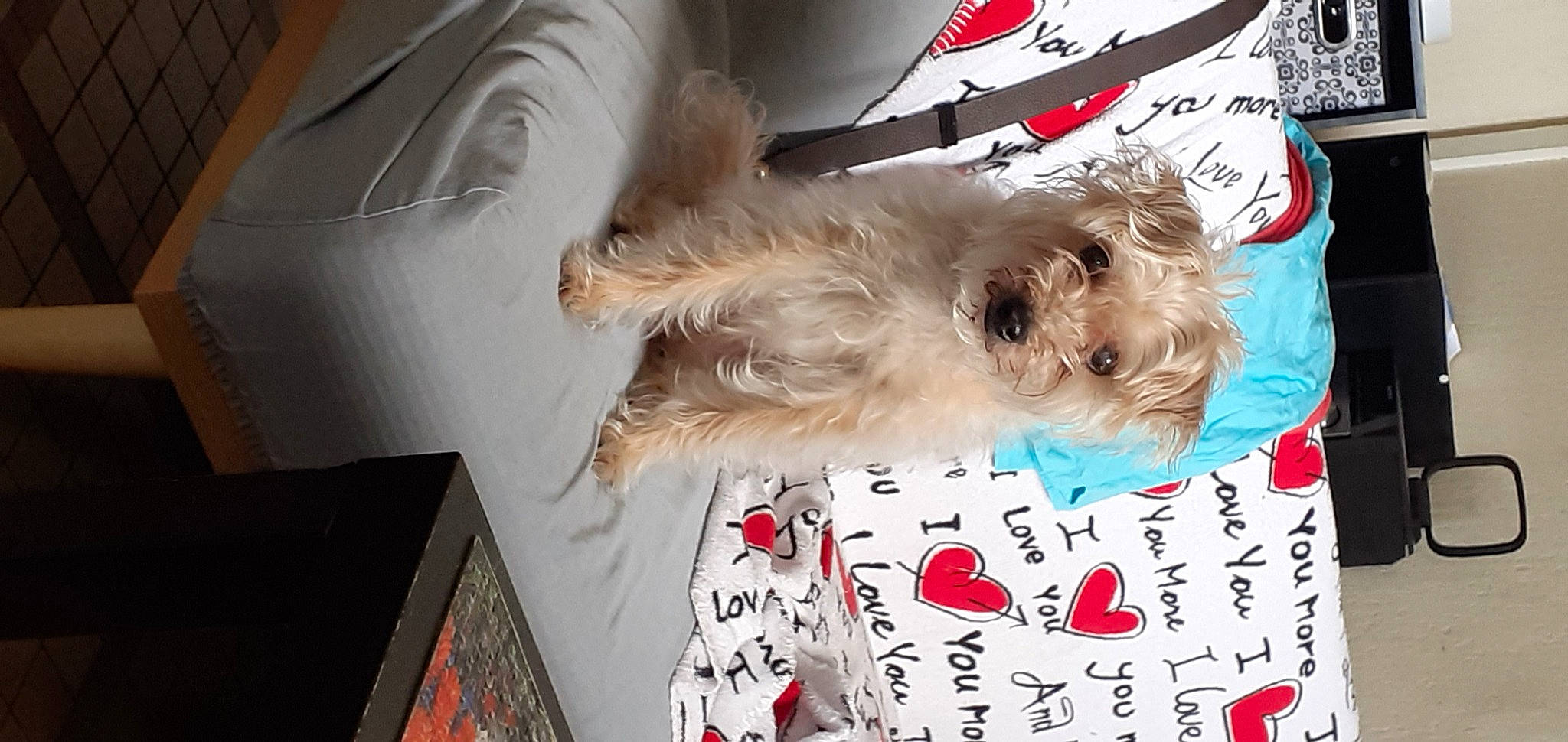 Stessy a rejoint le concours — aidez-le/la à gagner de superbes lots ! canidae, carnivore, companion_dog, dog, dog_breed, dog_supply, event, font, fur, liver, non_sporting_group, pattern, shih_tzu, small_terrier, sporting_group, tail, terrier, toy_dog, white