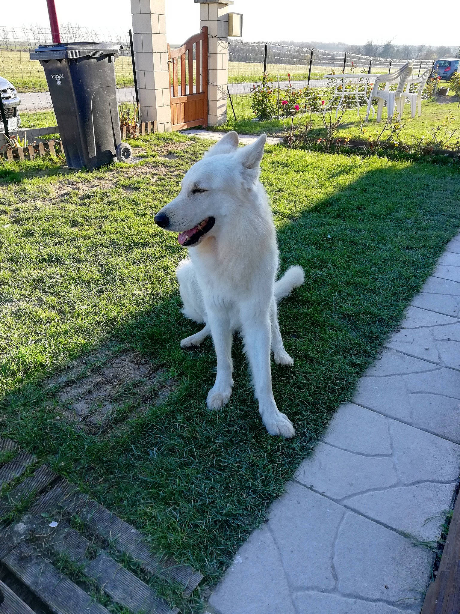 Marley a rejoint le concours — aidez-le/la à gagner de superbes lots ! canidae, carnivore, collar, companion_dog, dog, dog_breed, fawn, fence, flooring, grass, lawn, non_sporting_group, plant, sidewalk, sky, sporting_group, tail, waste_container, working_dog, yard
