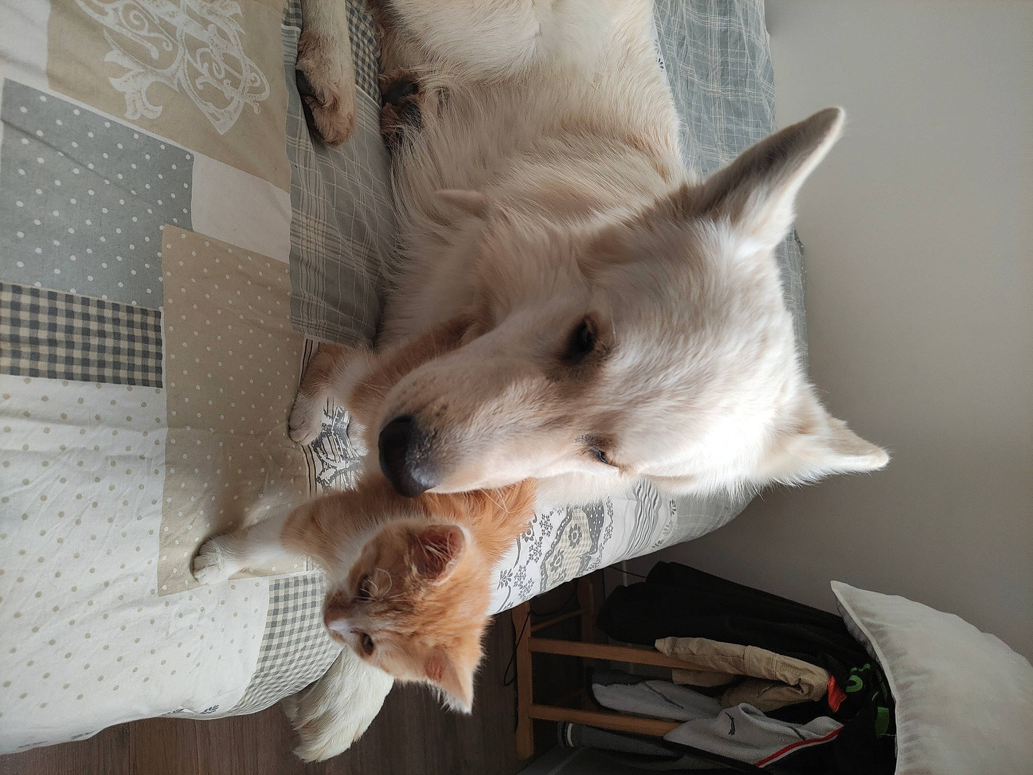 Marley a rejoint le concours — aidez-le/la à gagner de superbes lots ! canidae, carnivore, comfort, companion_dog, dog, dog_breed, fawn, felidae, fur, non_sporting_group, small_to_medium_sized_cats, whiskers, wood, working_animal