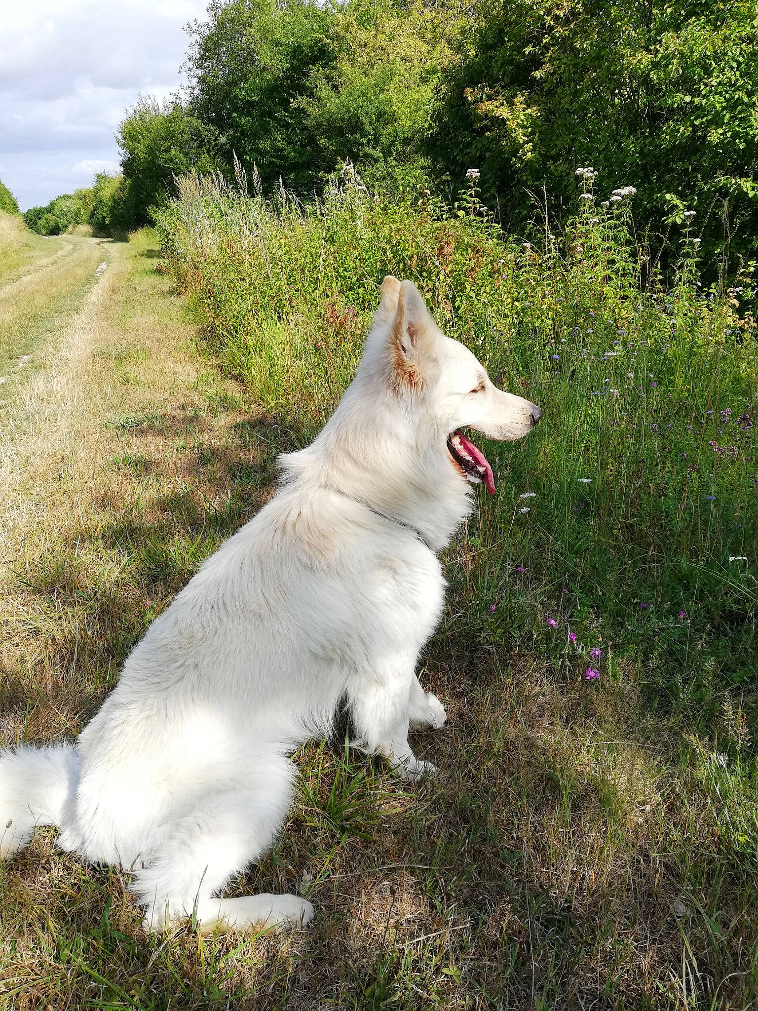 Marley a rejoint le concours — aidez-le/la à gagner de superbes lots ! carnivore, cloud, collar, companion_dog, dog, dog_breed, fang, fawn, grass, grassland, herding_dog, indian_spitz, kintamani, plant, sky, sporting_group, tail, terrestrial_animal, tree, working_animal