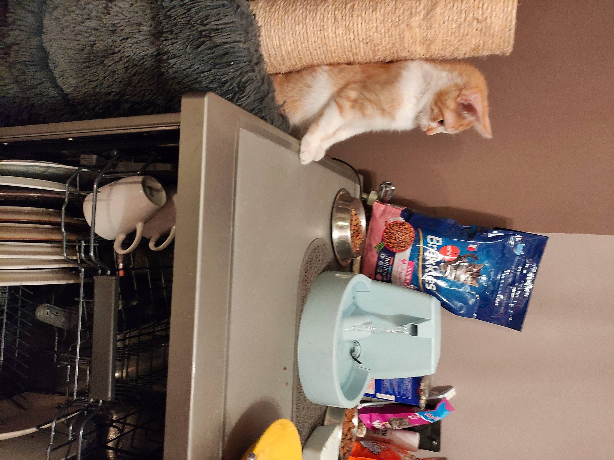 Kakawette a rejoint le concours — aidez-le/la à gagner de superbes lots ! art, carnivore, companion_dog, dog, fawn, felidae, hardwood, machine, mechanical_fan, photograph, room, shelf, shelving, small_to_medium_sized_cats, table, tail, toy, visual_arts, white, wood