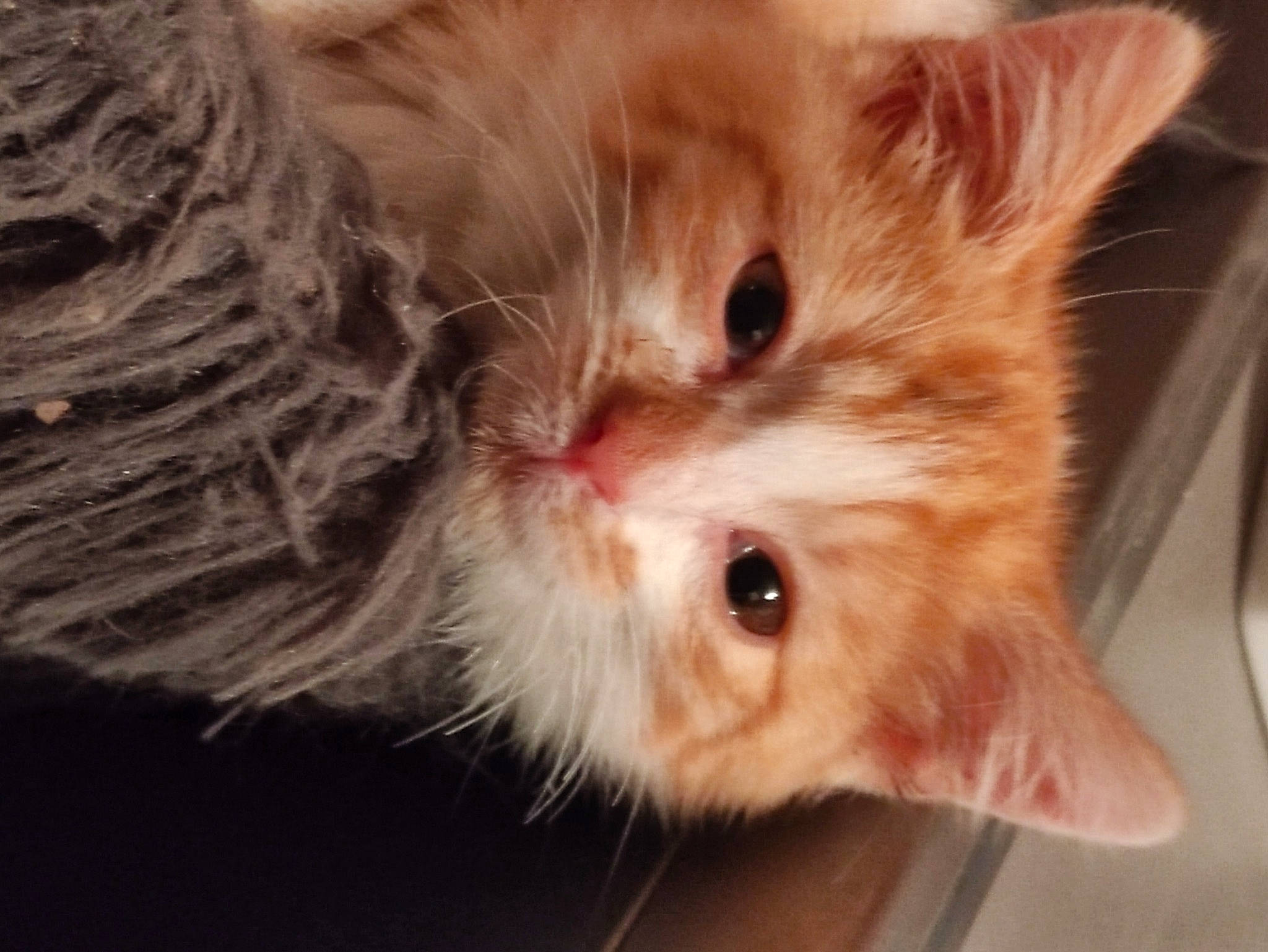 Kakawette participe au concours pour gagner de l'argent avec cette photo : carnivore, cat, claw, close_up, domestic_short_haired_cat, ear, eye, fawn, felidae, fur, paw, small_to_medium_sized_cats, whiskers