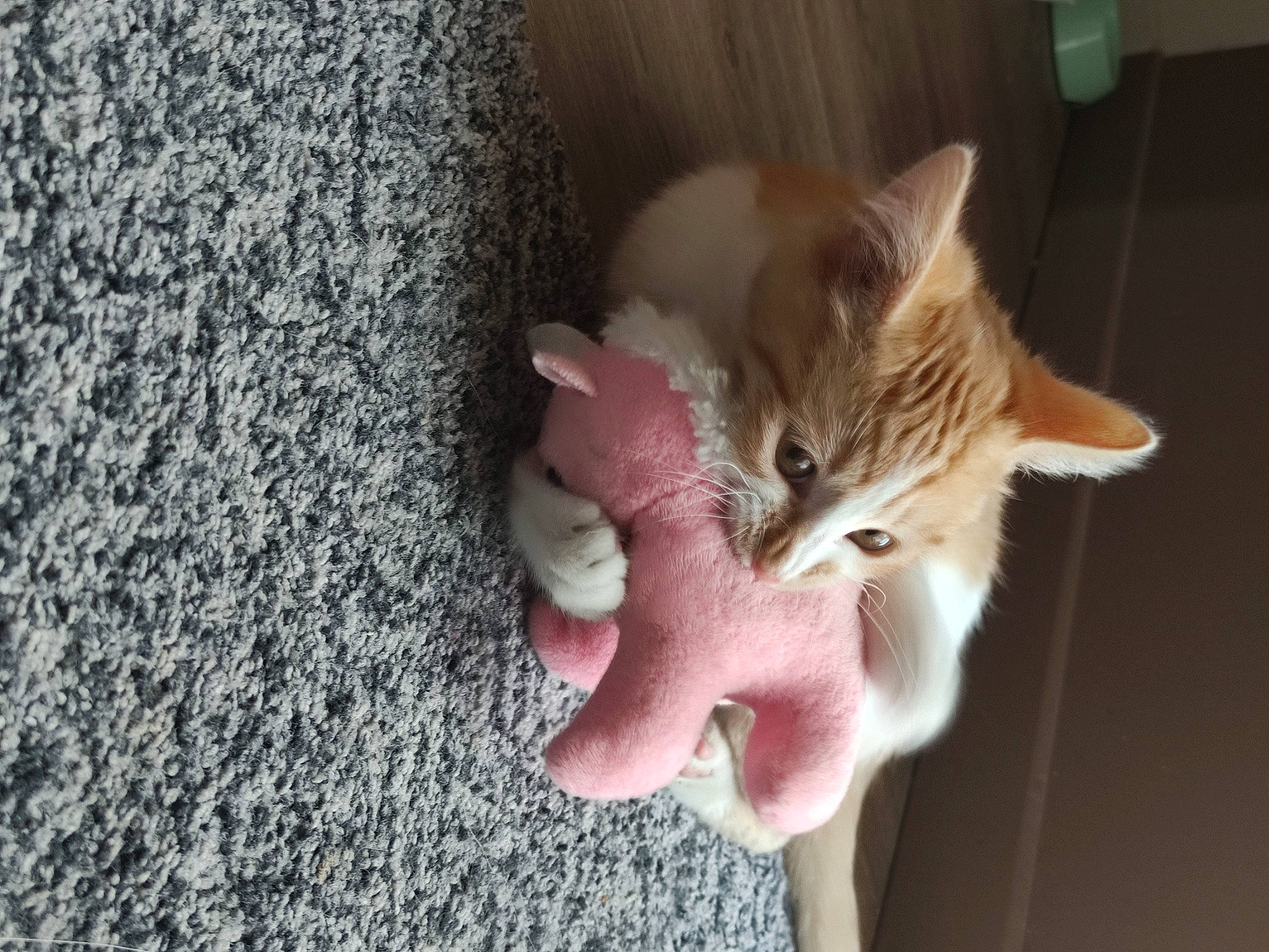 Kakawette participe au concours pour gagner de l'argent avec cette photo : carnivore, cat, claw, domestic_short_haired_cat, ear, eye, fawn, felidae, foot, fur, leg, paw, photo_caption, plant, small_to_medium_sized_cats, snout, tail, toy, whiskers, wood